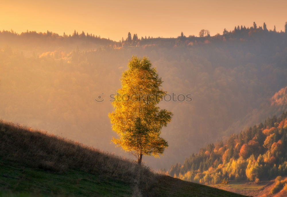 Similar – Lone tree in Carpathian autumn mountains