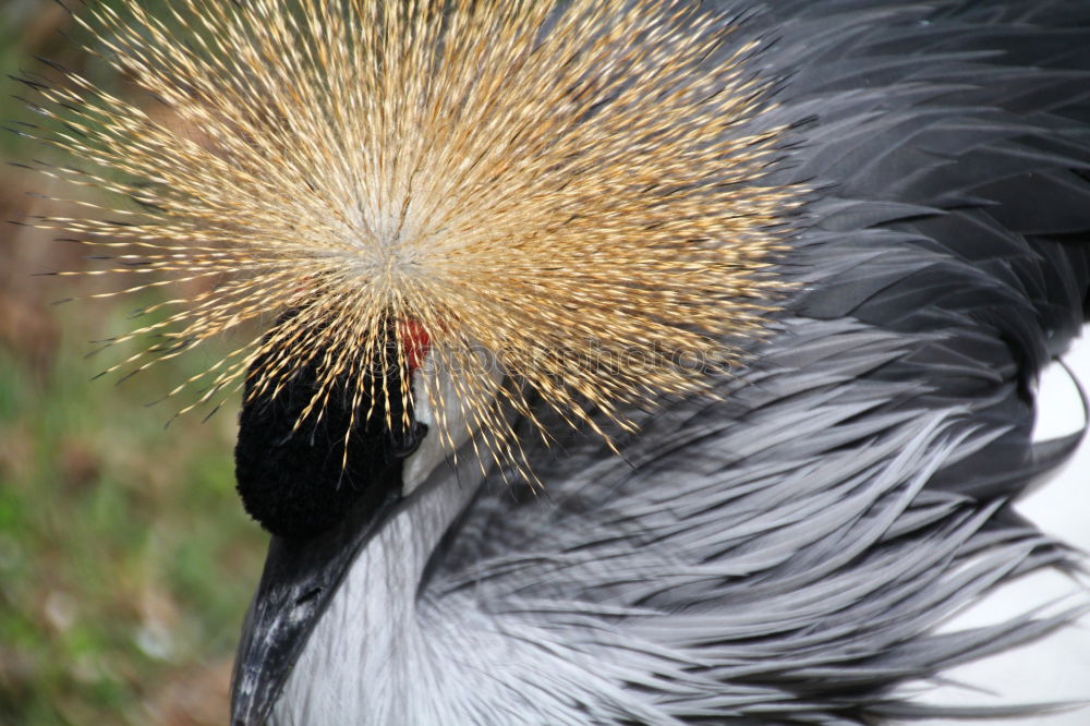 Similar – Image, Stock Photo suspicion Bird Zoo