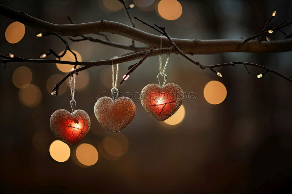 Similar – Image, Stock Photo Fir twigs with hanging lampion of a lampion flower in backlight with Bokeh