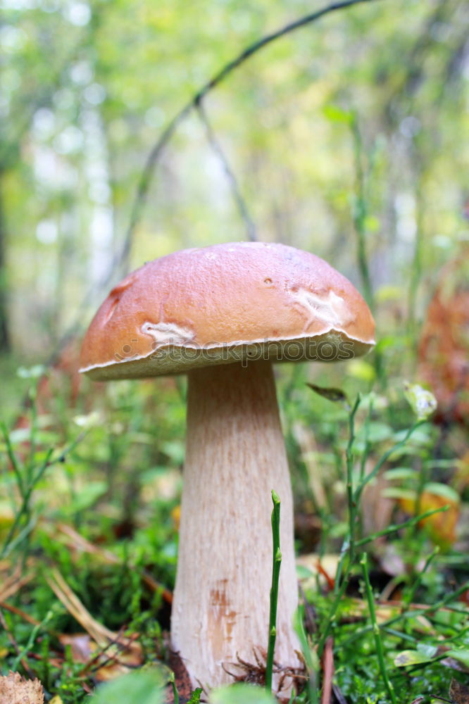 Similar – Image, Stock Photo Lonely Mushroom