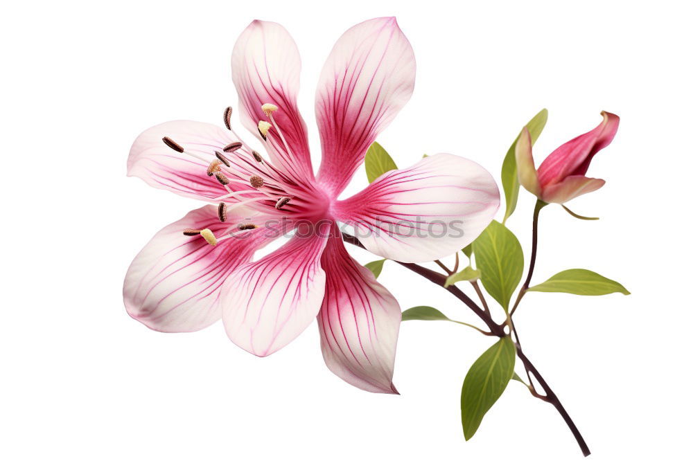 Similar – lilies Plant Flower Leaf