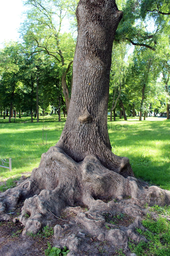 Similar – Foto Bild trees Kunst Baum