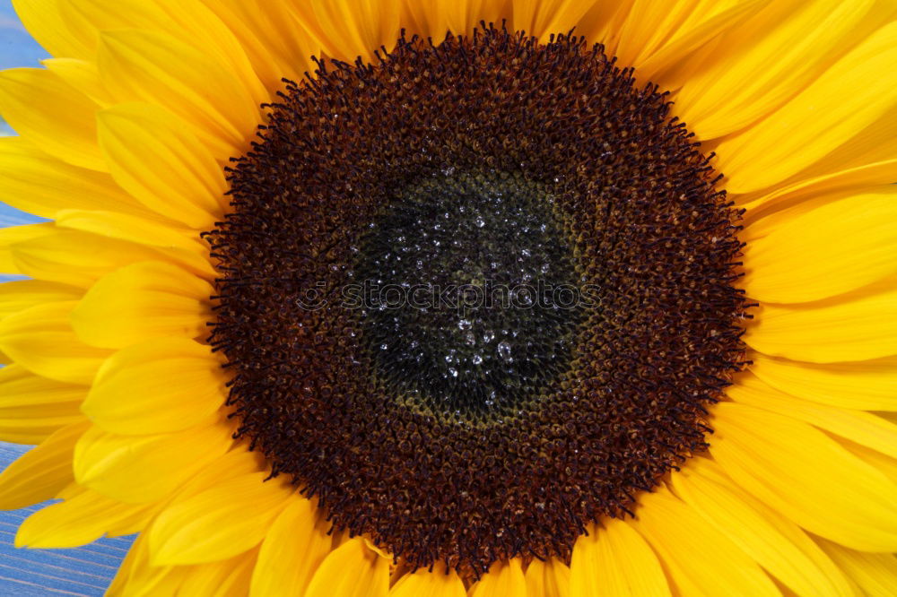 Similar – Foto Bild jacquistern Sonnenblume