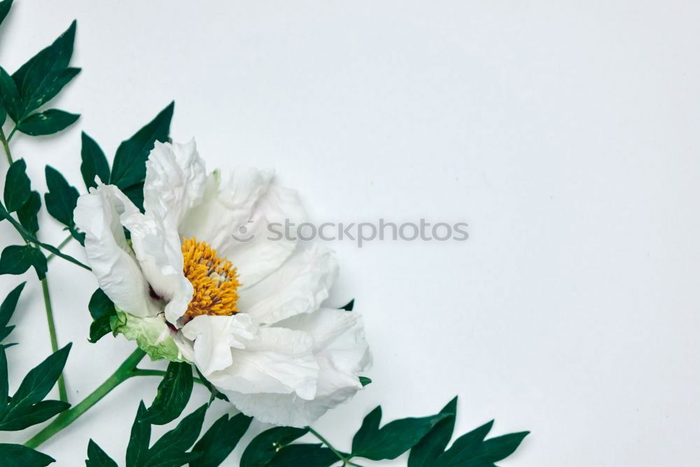 Similar – Image, Stock Photo White sheet of paper & the leaf of a monstera on pink background