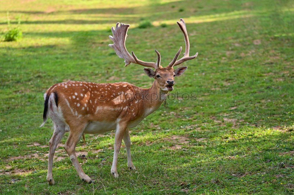 Similar – a red deer in the green meadow