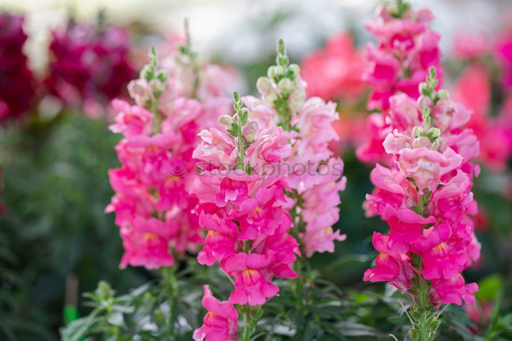 Similar – Foto Bild schöne rosa rote Salvias gegen einen Zaun