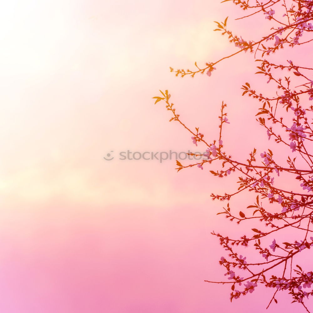 Similar – Image, Stock Photo summer. Summer Spring Leaf