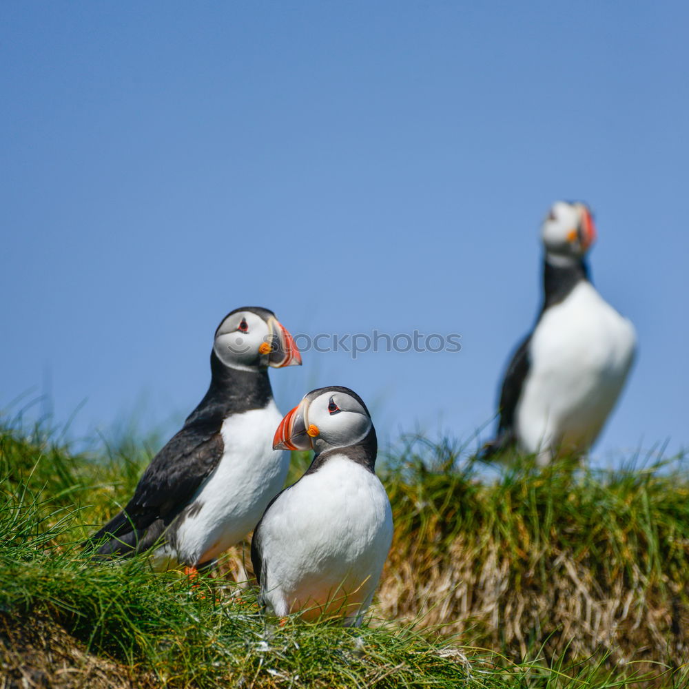 Similar – Image, Stock Photo Puffins OOO -O- O Grass