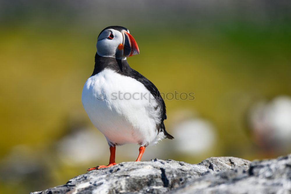 Similar – Image, Stock Photo Arctic Tern