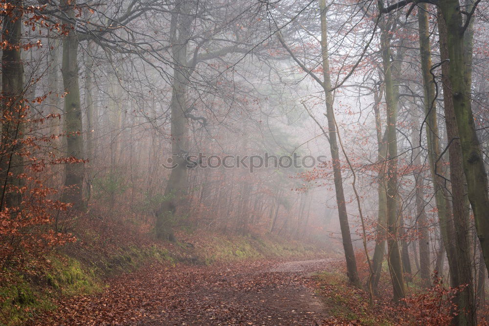 Similar – Foto Bild Herbst Natur Landschaft