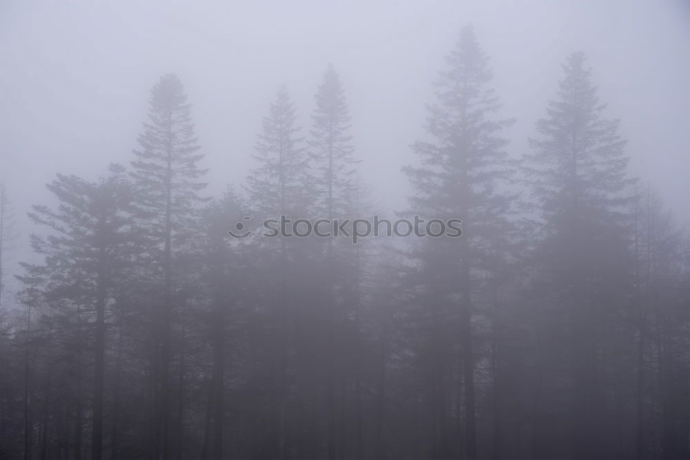 Similar – Image, Stock Photo Summer in the Ore Mountains