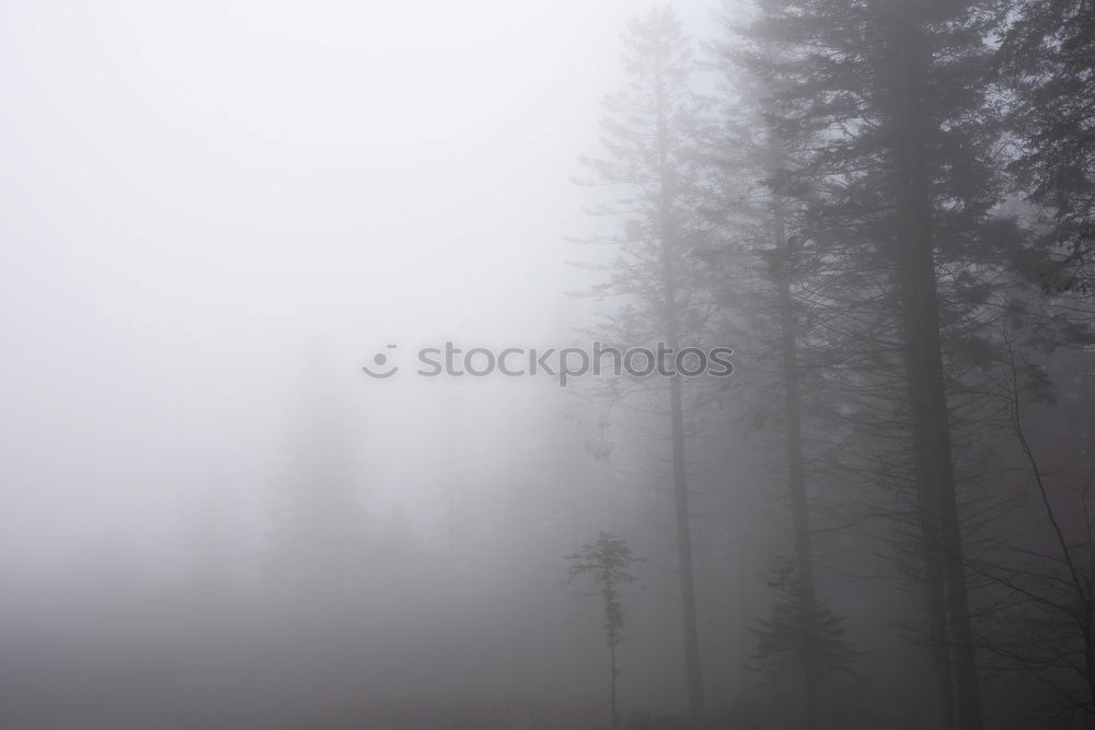 Similar – Holz vor der Hütte Umwelt