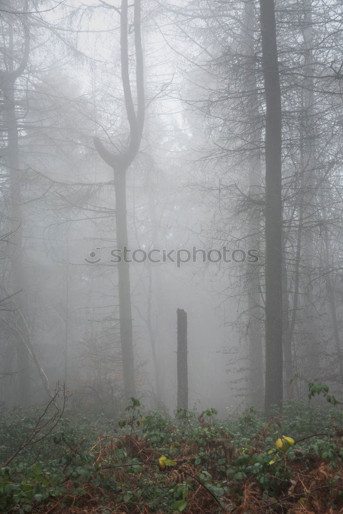 Similar – Image, Stock Photo trunk Environment Nature