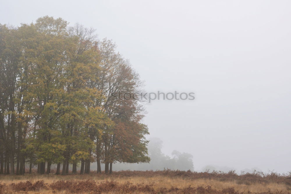 Similar – Image, Stock Photo Birch trees in autumn colors