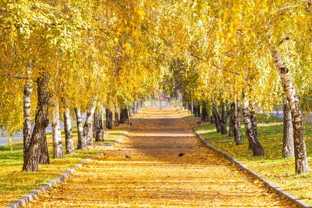 Similar – Image, Stock Photo The bright lane