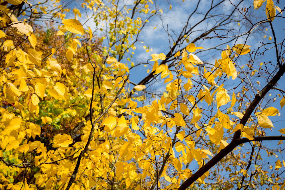 Similar – Image, Stock Photo yellow Nature Plant Sky