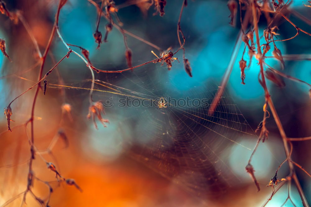 Similar – Image, Stock Photo Snails and hawthorn berries