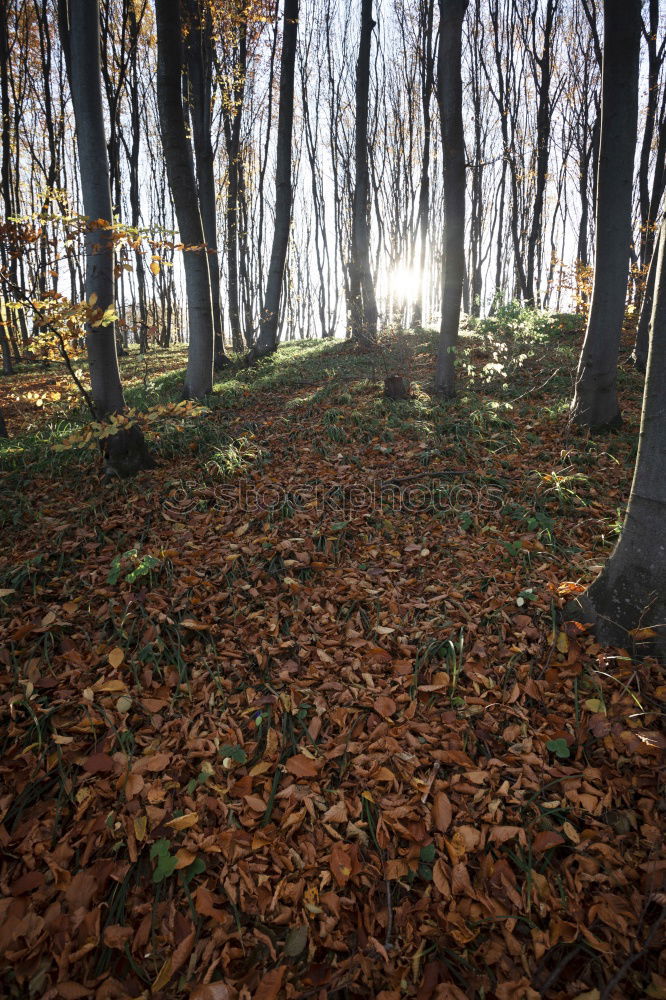 Similar – Autumnal forest with beech trees in the ghost forest