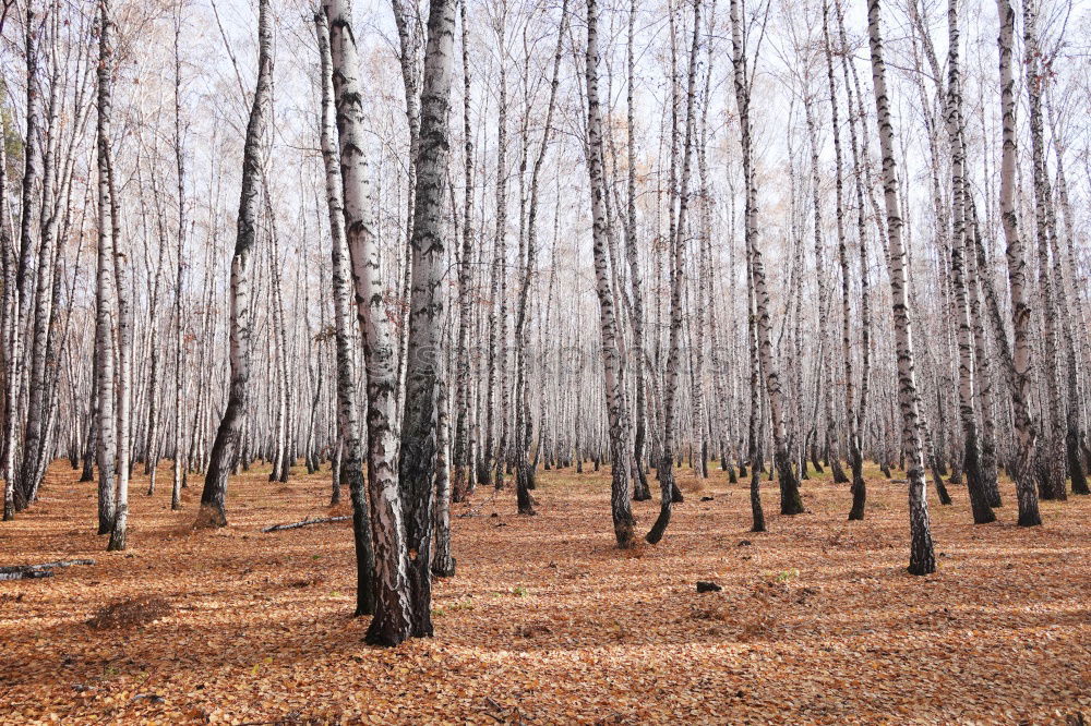 Similar – Rows of trees in forest