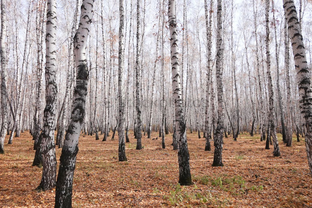 Similar – bog tree Tree Bog Marsh