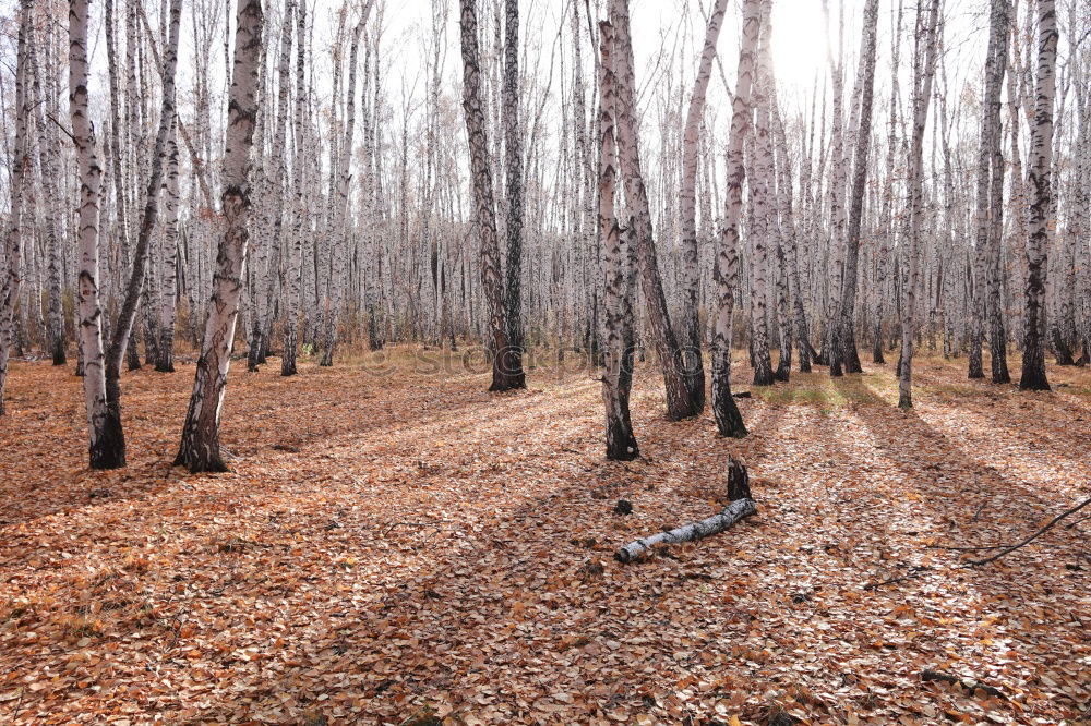 Similar – Waldemar Stumpfmann Nature