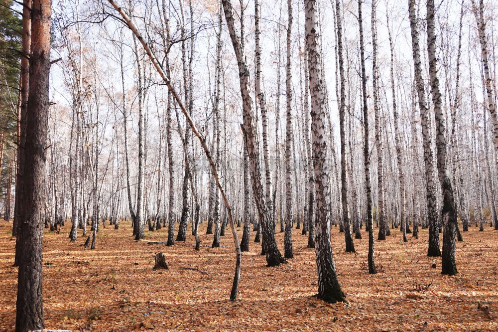 Similar – bog tree Tree Bog Marsh