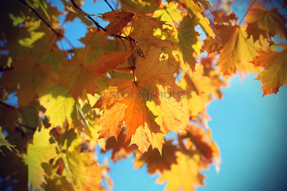 Similar – red maple in back light