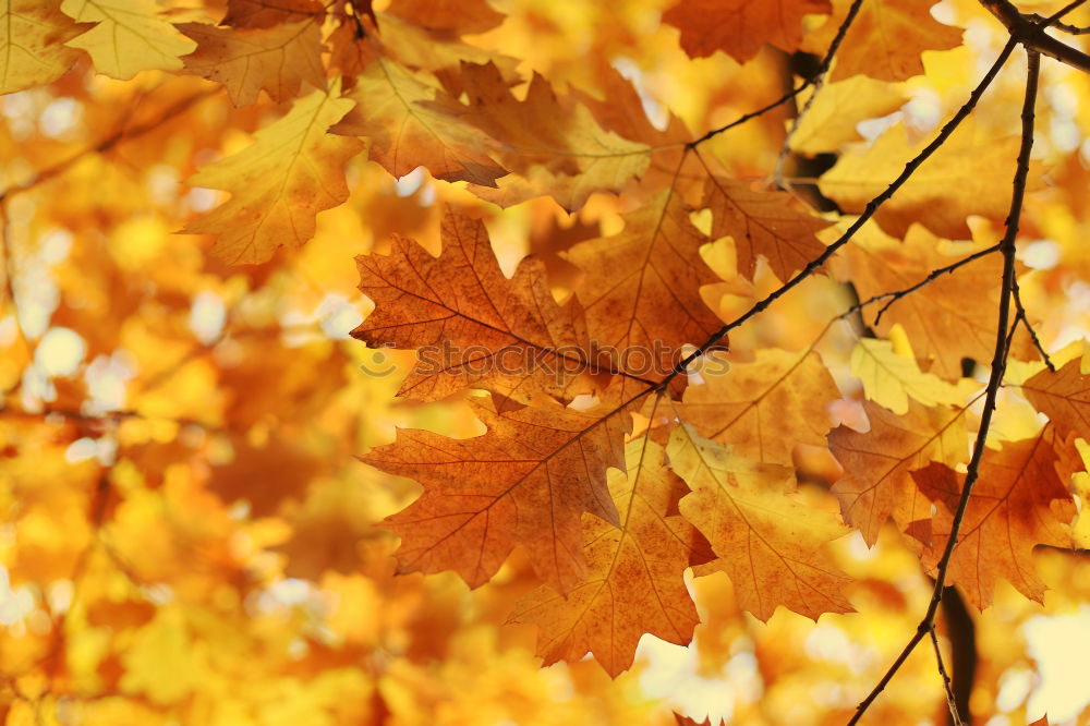 Similar – Image, Stock Photo maple. Syrup. Lifestyle