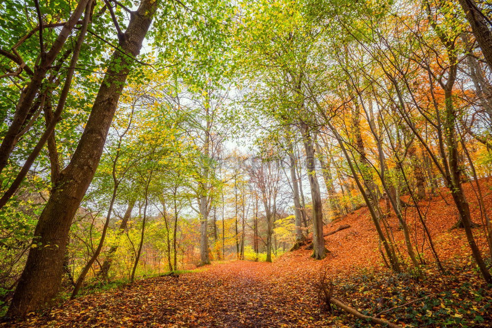 Similar – Image, Stock Photo Fairytale forest in the fall