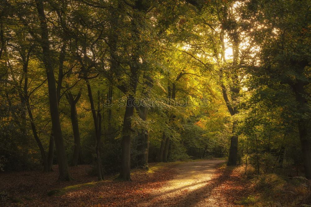 Similar – Image, Stock Photo Fairytale forest in the fall