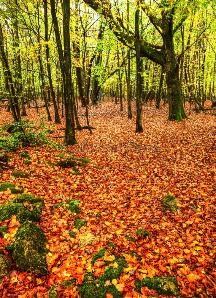 Similar – Waldszene Ausflug wandern