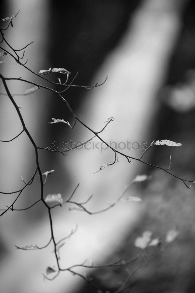 Similar – Image, Stock Photo Frost in the branches