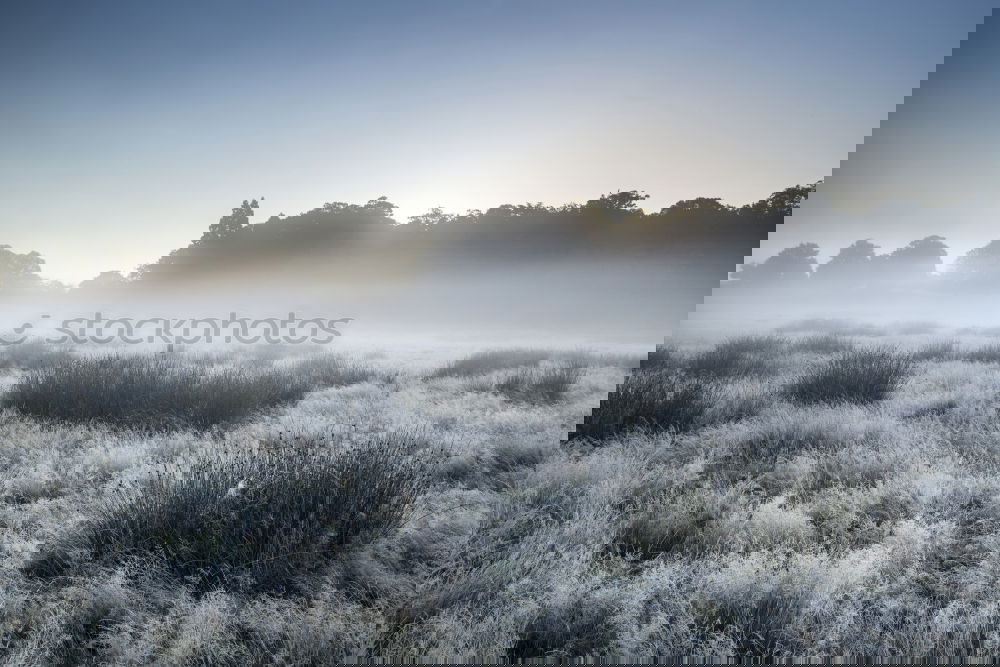 Similar – Image, Stock Photo frosted path at sunrise in autumn