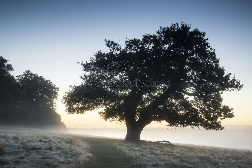 Similar – morning fog Fog Sunrise