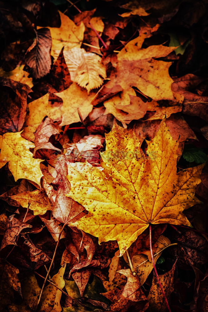 Similar – Image, Stock Photo autumn light IV Plant