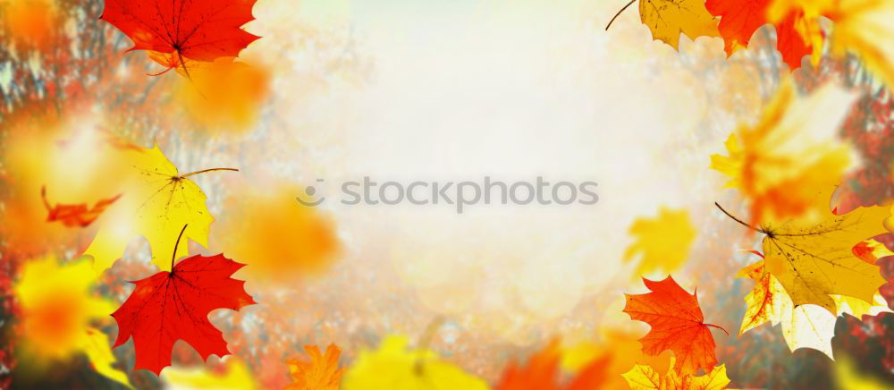 Autumn background with flying tree leaves