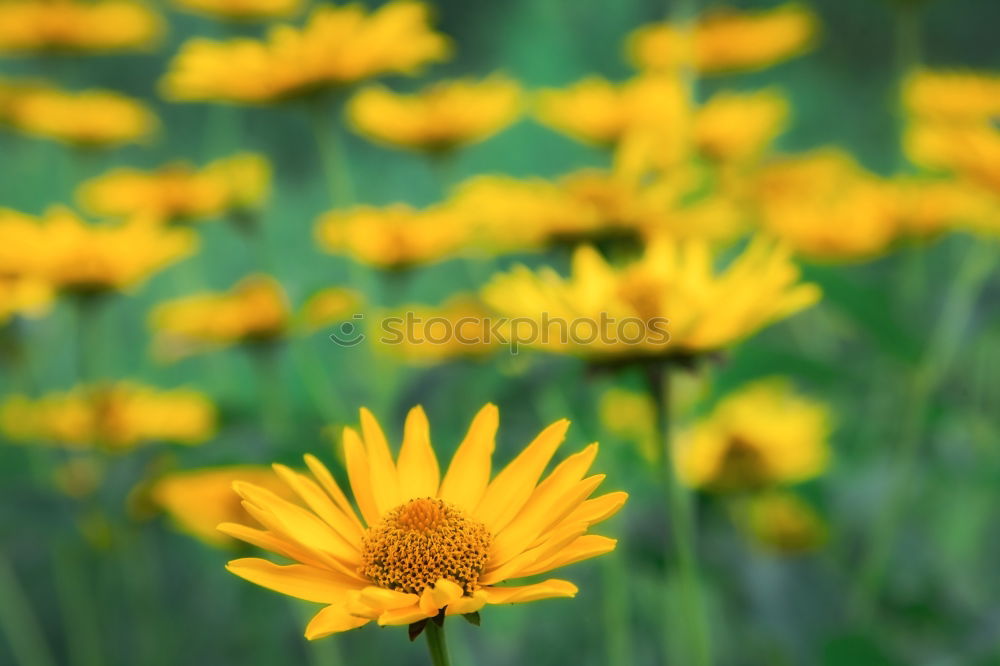 Similar – Image, Stock Photo more flowery Flower Yellow