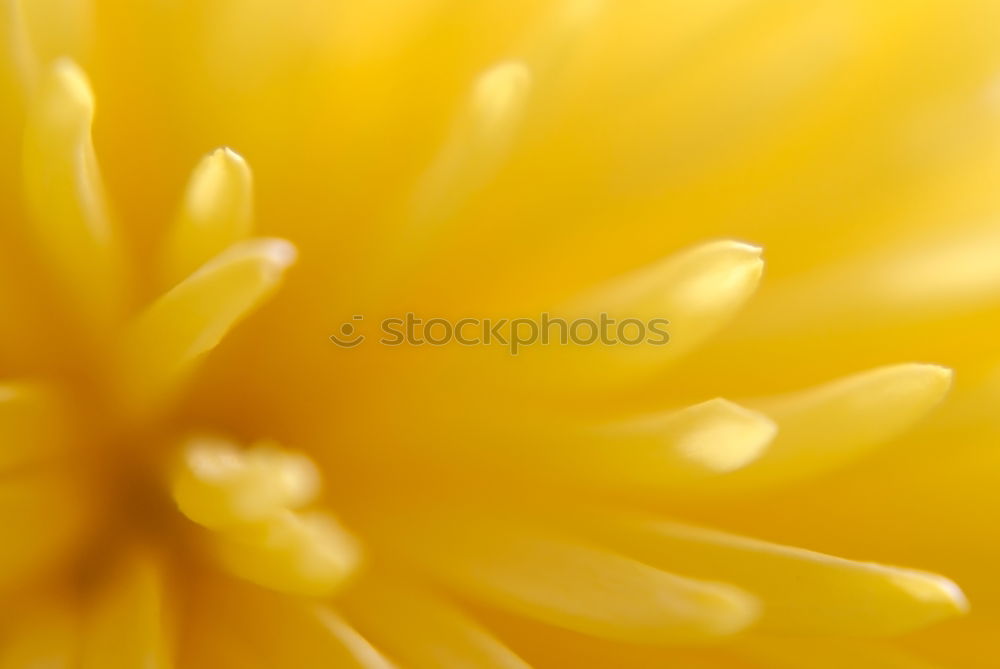 Similar – Close-up of a yellow flower