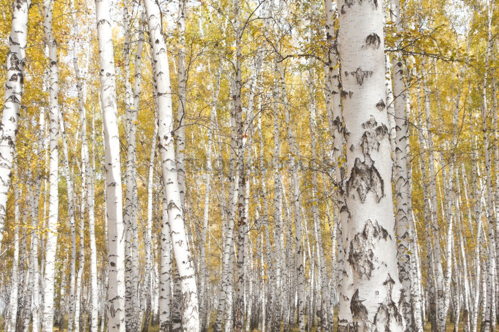 Similar – Image, Stock Photo Russian wood Winter Snow