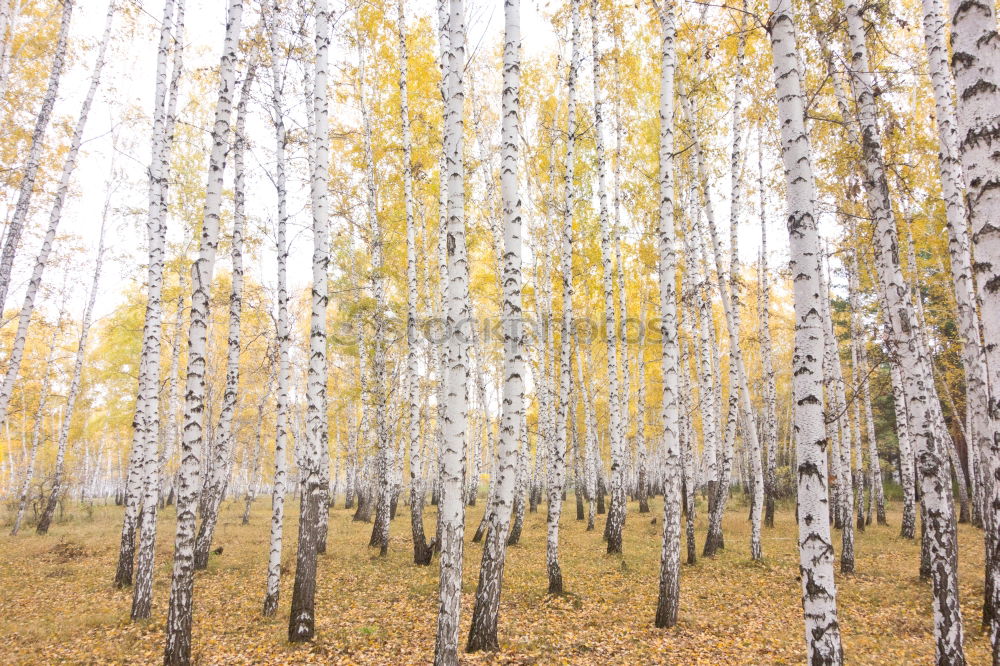 Similar – Image, Stock Photo Aspen in Fall Beautiful