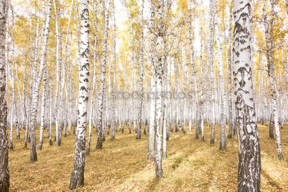 Similar – Image, Stock Photo Russian wood Winter Snow