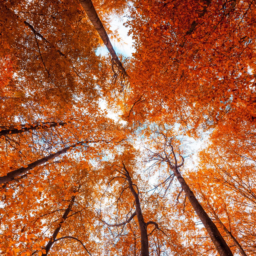 Similar – red october Autumn Leaf