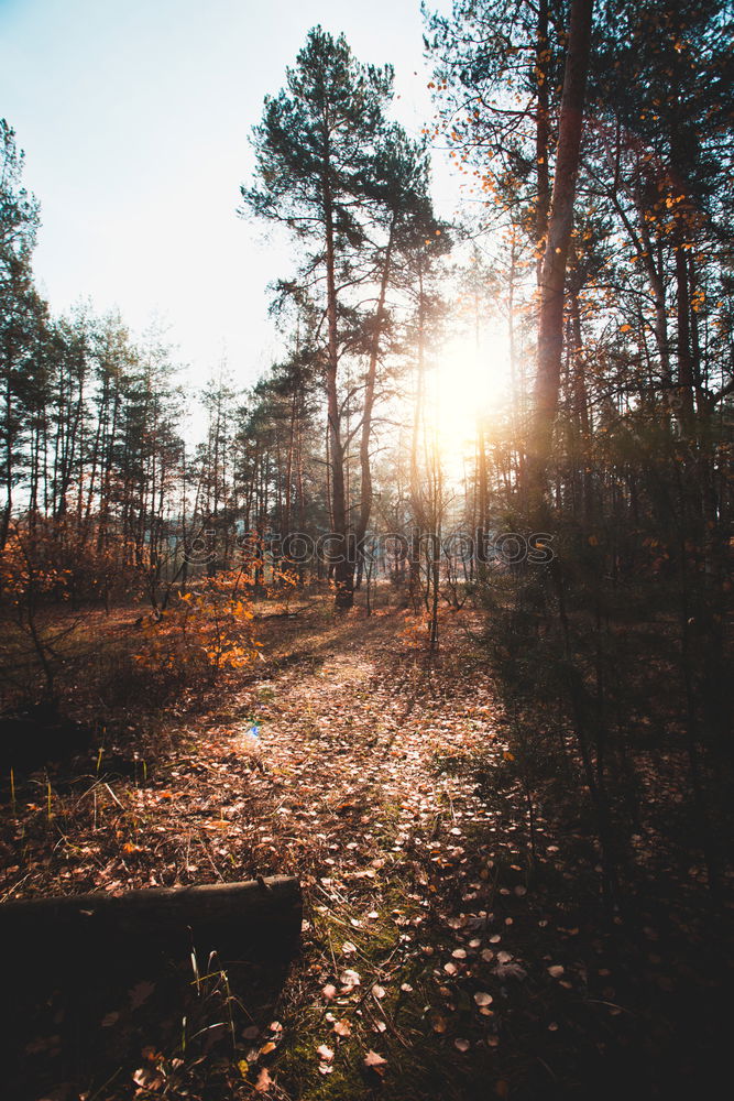 Similar – Image, Stock Photo spirit of adventure Happy