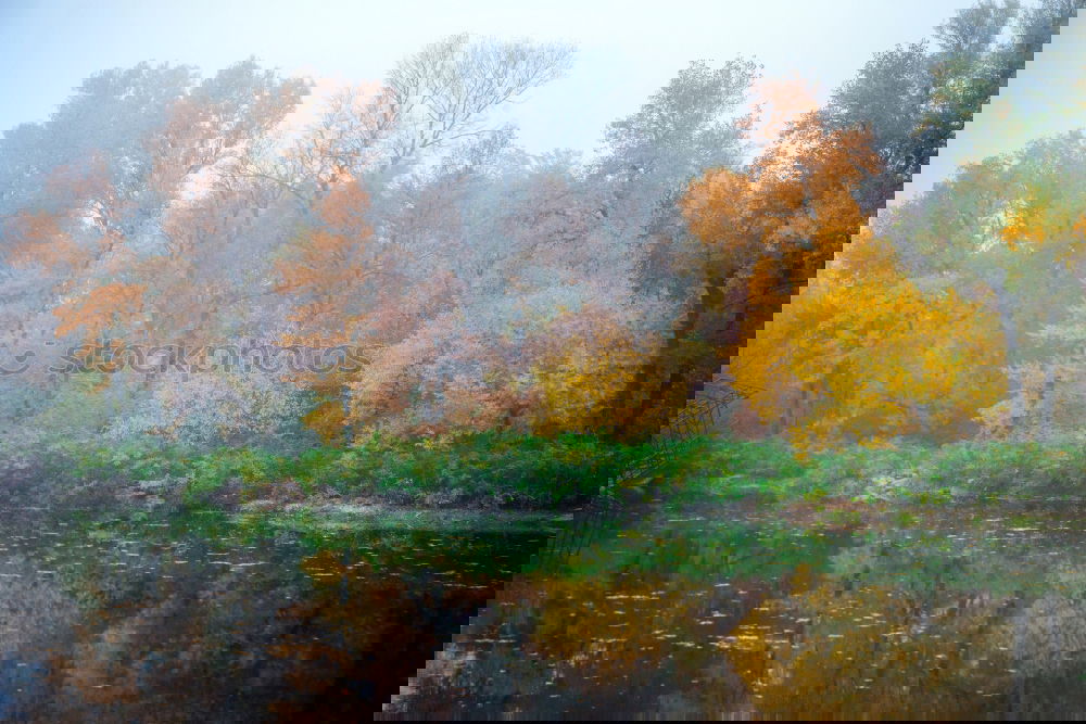 Similar – Foto Bild Schweigen im Walde Natur