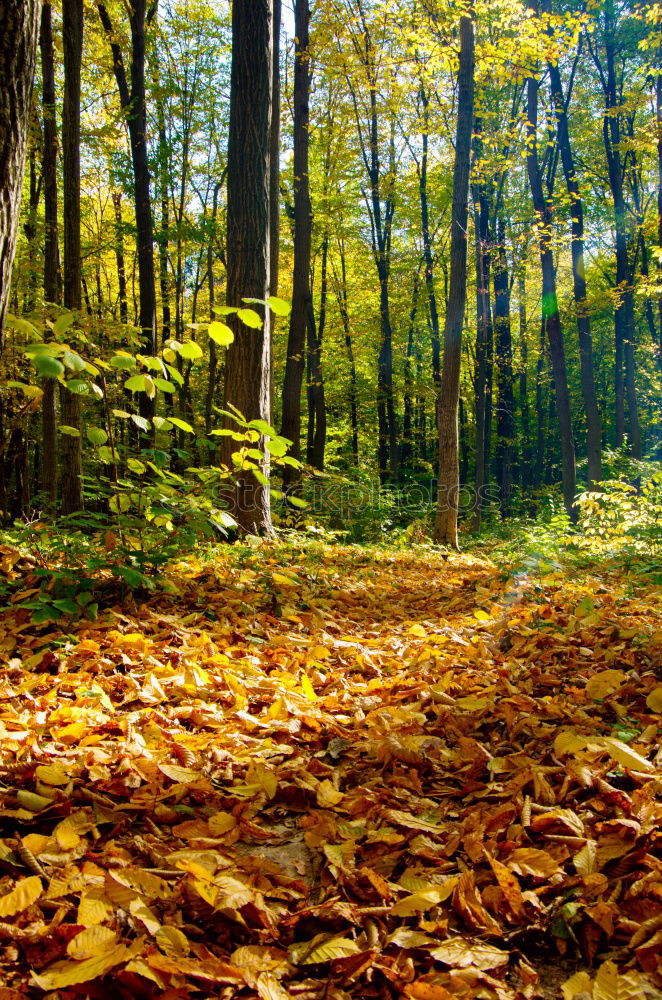 Similar – Image, Stock Photo autumn 2 Environment