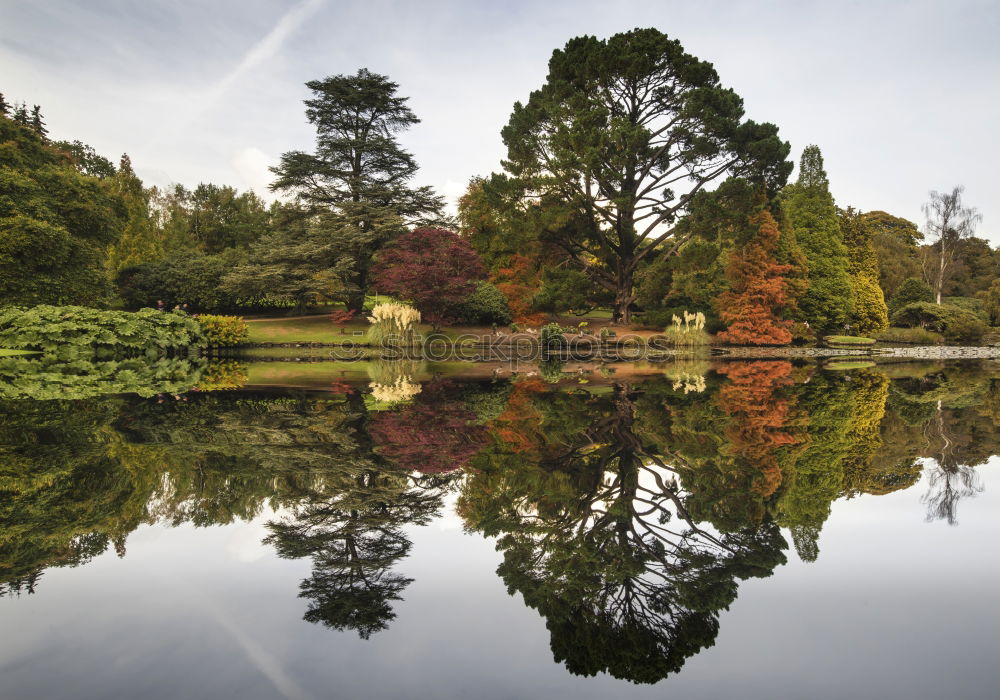 Similar – treeberrys Colour photo