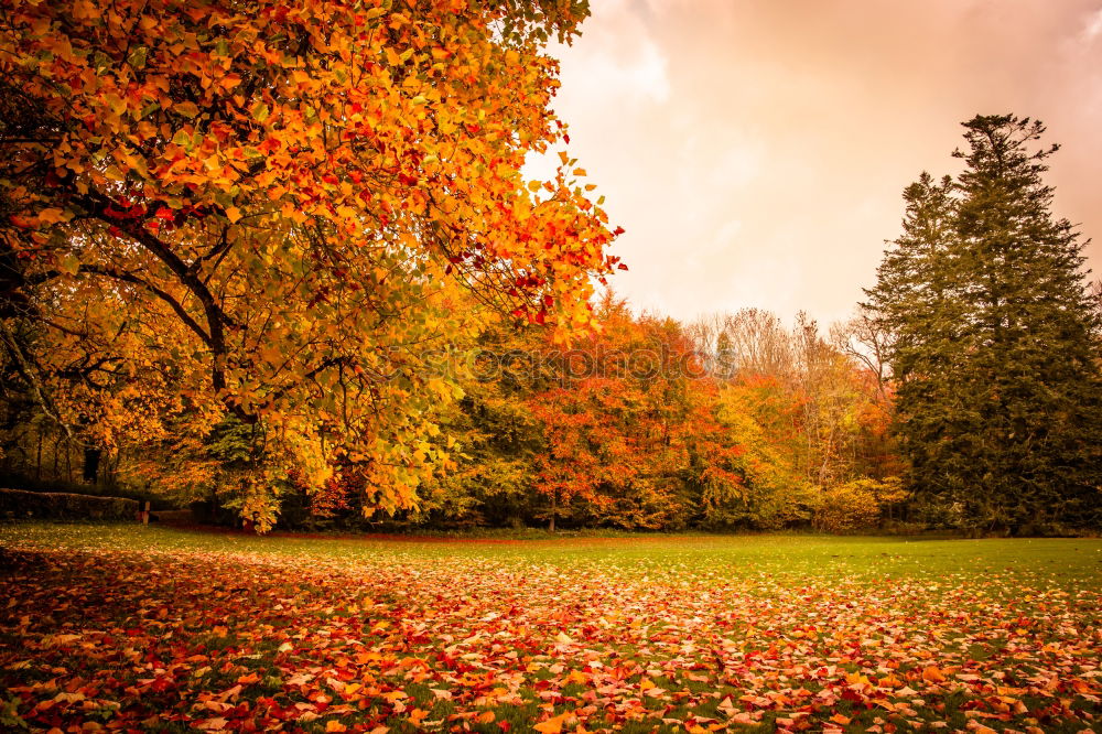 Similar – Autumn leaves under a tree in the fall