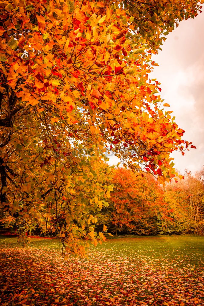 Similar – Autumn leaves under a tree in the fall