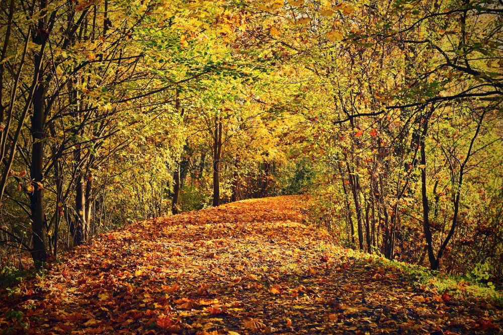 Similar – Image, Stock Photo autumn 1 Human being