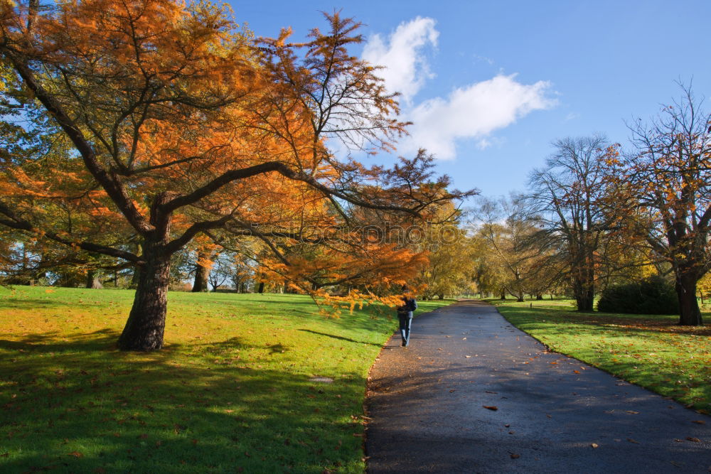 Similar – Autumn in Hyde Park, London.